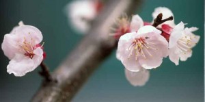 Kaizen change management