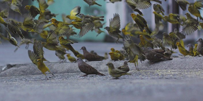 birds birds