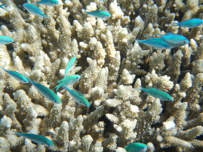 coral reef_eco system organisational culture