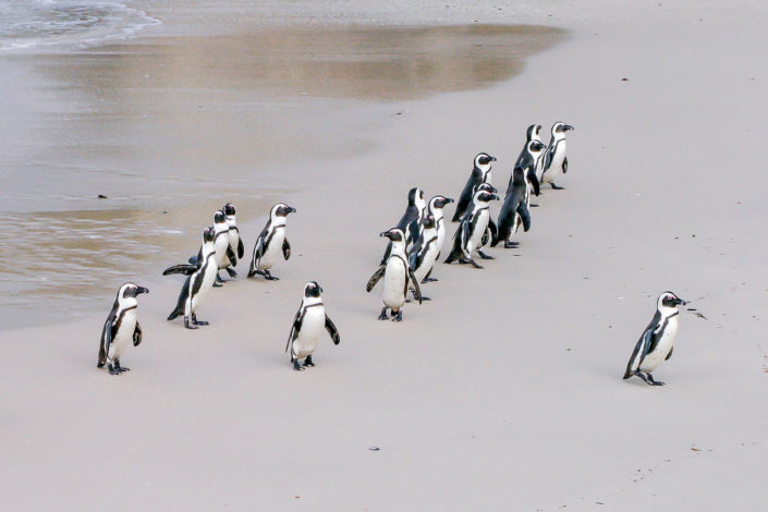 penguins_leadership change leadership